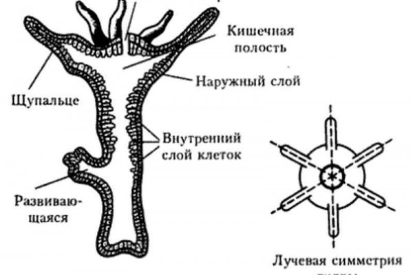 Кракен 13at