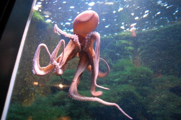 Kraken onion
