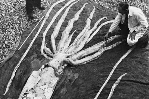 Kraken зеркало даркнет