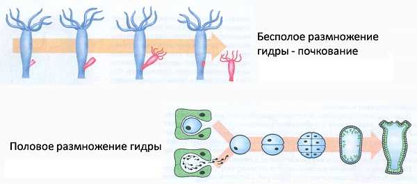 Что такое кракен плейс